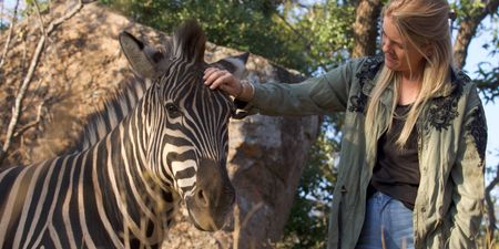 A contributor pets a zebra. (Big Wave Productions)