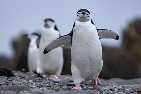 A small group of Chinstrap penguins.  (credit: National Geographic/Bertie Gregory)