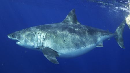 Famous great white shark Deep Blue seen off the coast of Hawaii. (National Geographic)