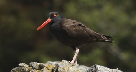 An oystercatcher searches for food on the rocks.  (credit: National Geographic/Jesse Wippert)