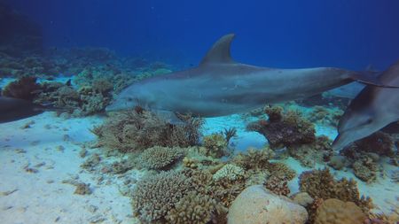 An indopacific dolphin rubs up against gorgonian coral in the Egyptian Red sea. (Getty Images)