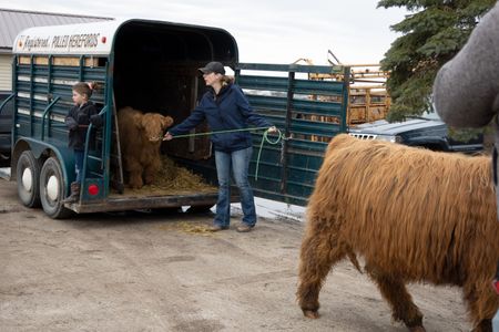 The Govitzs unload their new Scottish Highland cows for a health check with Dr. Brenda. (National Geographic/Grace Sabwira)