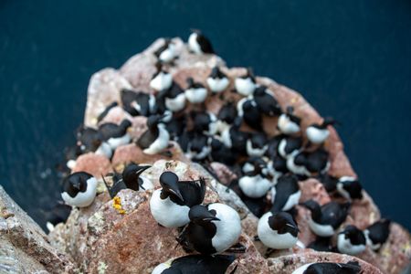 Thick-billed murres sit on their narrow nesting ledge with the sea far below. (Credit: Jason Roberts)
