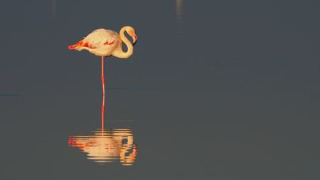 Flamingo preening and stoof in shallow water in France. (Getty Images)