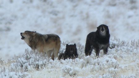 Female wolf 0-Six with two brothers and her eventual mate, 755, in Yellowstone National Park. (Landis Wildlife Films/Bob Landis)