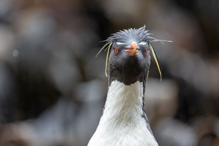 Rockhopper penguins have characteristic yellow tufts. (National Geographic for Disney/Robin Hoskyns)