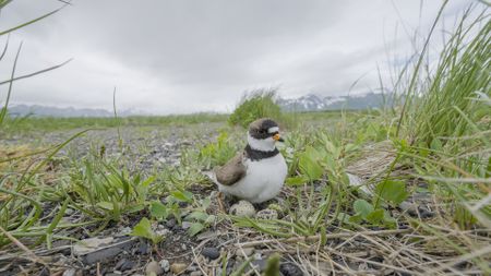 A semipalmated plover parent standing over its nest with three eggs. (credit: National Geographic/Dawson Dunning)