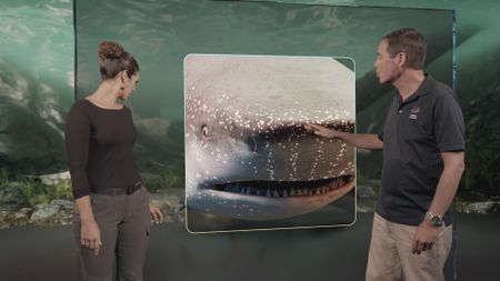 Dr. Diva Amon and Dr. Stephen Kajiura analyzing the senses of a Bull Shark while looking at a close-up GFX of a Bull Shark displayed on the 'Coral' information board. (National Geographic)