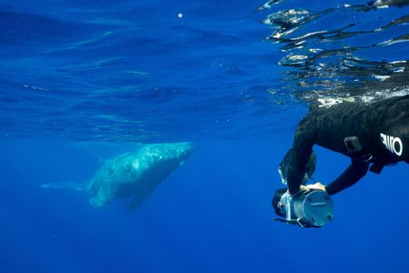 DOP Didier Noirot dives with an entangled whale. (National Geographic for Disney/Kim Jeffries)
