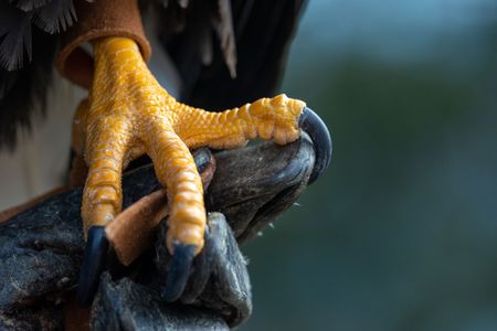 A trained bald eagle's talons grip his handler's gauntlet. (National Geographic for Disney/Maia Sherwood-Rogers)