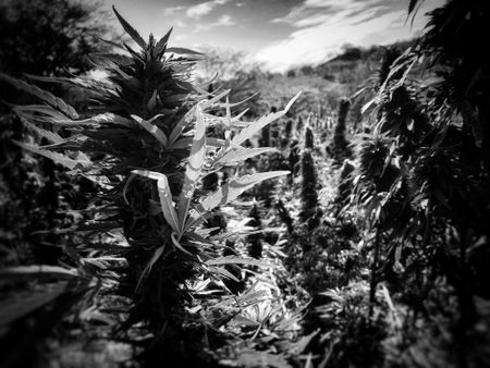 A marijuana field in Sinaloa Mountains. (Nick Quested)
