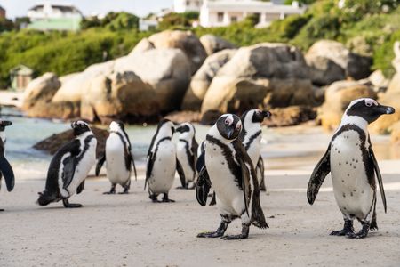 African Penguins on the beach.  (credit: National Geographic/Andres Cardona Cruz)