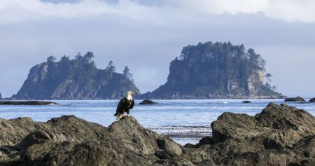 A Bald eagle perches in front of offshore rocks on the Pacific Coast. (credit: National Geographic/Jesse Wippert)