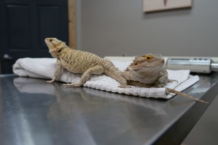 Bearded dragons Otis and Grizilda wait on the exam table ready for their routine check up. (National Geographic)