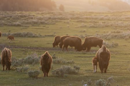 A bison herd in a valley at dusk. Two younger males lock horns in front of a female with a calf walking away.(National Geographic/Thomas Winston)