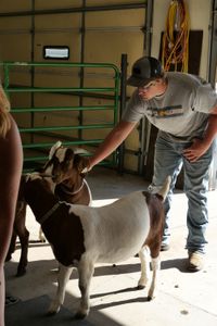 Evan Urwiler attempts to distract two goats who are waiting for their turn to get a check up. (National Geographic)
