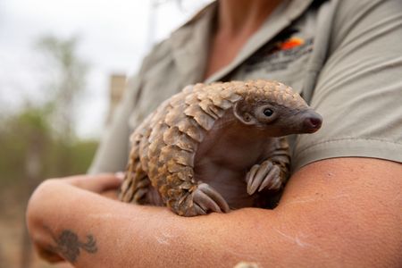 Archie the baby pangolin orphan at Umoya Khulula Wildlife Centre. (National Geographic/Mark Challender)