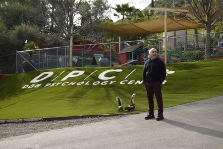 Cesar looks around the Dog Psychology Center. (National Geographic)