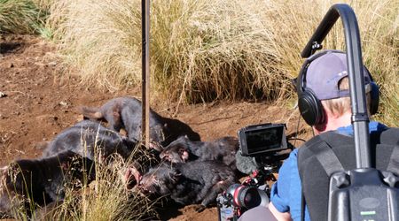 James Blake filming the tasmanian devils eating in a group. (Big Wave Productions)