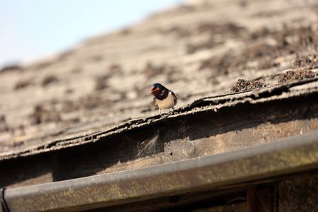 A barn swallow sits on the rooftop of a barn. (National Geographic for Disney/Imogen Prince)