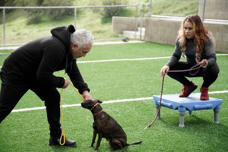 Cesar and Jen complete an exercise with Boss. (National Geographic)