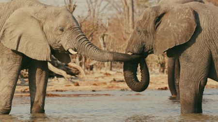 Two African elephants stand in shallow pool of water, touching trunks in Botswana. (Getty Images)