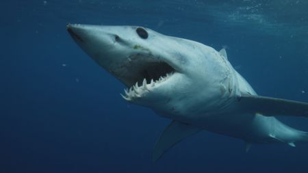 Close-up of a mako shark underwater. (National Geographic)