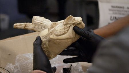 A CBP officer is holding and examining fossilized gazelle skulls that were found in a shipment.(National Geographic)