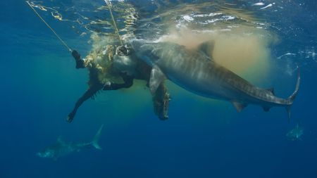 Tiger Sharks feed on the carcass of a dead cow off the coast of Norfolk Island in Australia. Could their strange diet explain their huge size? (National Geographic)