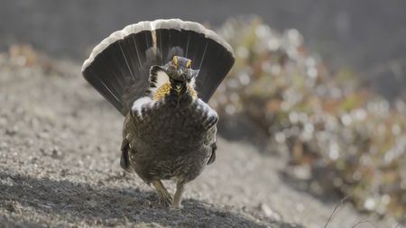 A male Sooty grouse puts on a courtship display in Olympic National Park. (credit: National Geographic/Erin Ranney)