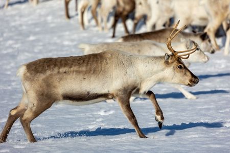 A female reindeer runs across the snow. (National Geographic for Disney/Holly Harrison)