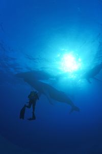 A crew diver swims under three humpback whales. (National Geographic/James Loudon)