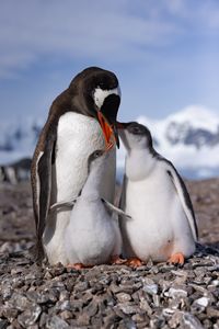 An adult Gentoo penguin standing on its nest feeding its two young chicks.  (credit: National Geographic/Bertie Gregory)