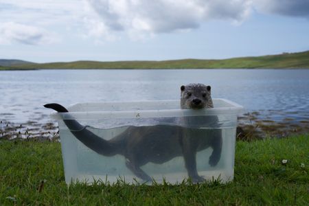 Molly swims in a tub of water on the lawn. (National Geographic/Johnny Rolt)