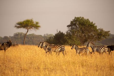 A plains zebra foal moves across the dry savannah with her family. (National Geographic for Disney/Holly Harrison)