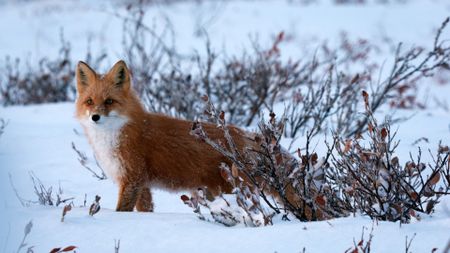 A fox watches as Sue Aikens hunts for ptarmigan. (BBC Studios/Michael Cheeseman)