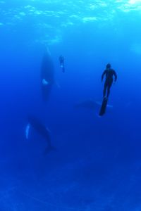 Two crew divers swimming underwater with three humpback whales. (National Geographic/James Loudon)