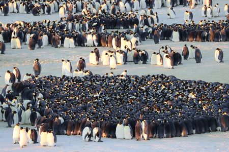 An Emperor penguin colony huddle for warmth in the golden light.  (credit: National Geographic/Alex Ponniah)