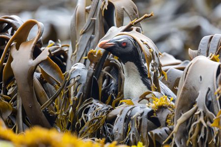 A Southern rockhopper penguin fights through the thick kelp to come ashore at low tide. (National Geographic for Disney/Robin Hoskyns)