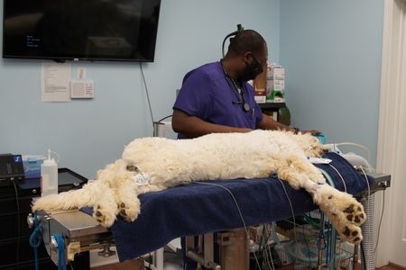 Surgery tech, Paul Johnson, gets Casper, the dog, set up for his endoscopy. (National Geographic for Disney/Felix Rojas)