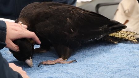 A black cockatoo standing on a table . (EQ Media Group/Jackie Munro)