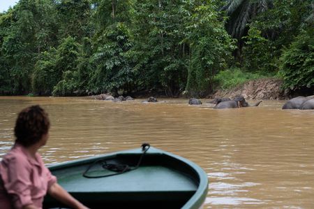Paula Kahumbu witnesses the rarest sub-species of Asian elephants, pygmy elephants, as they enter the Kinabatangan River. (National Geographic for Disney/Cede Prudente)