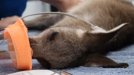 A joey on the surgery table. (EQ Media Group/Jackie Munro)