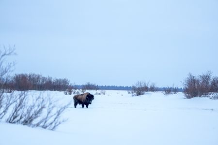 A wood bison is spotted in the wilderness near Shageluk by Chevie Roach and his cousin, Roger Hamilton Jr. (BBC Studios Reality Productions/Jayce Kolinski)