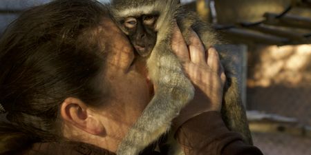 Belinda kissing a vervet monkey. (Big Wave Productions)