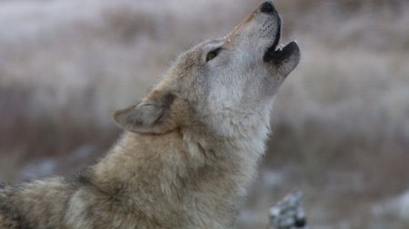 A single wolf howls in Yellowstone National Park. (Landis Wildlife Films/Bob Landis)