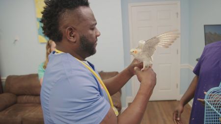 After flying nearly 30 miles away from home, Dr. Hodges needs to trim Sunny the cockatiel's wings to hopefully prevent any more cross-county adventures. (National Geographic for Disney)