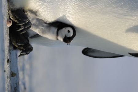 An older chick looking up from between its parent's legs.  (credit: National Geographic/Alex Ponniah)