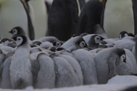 Emperor Penguin chicks in a snowy huddle, with adults in the background.  (credit: National Geographic/Alex Ponniah)