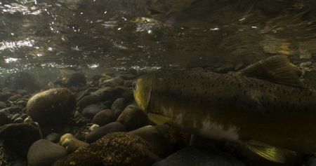 A Salmon underwater racing upstream. (National Geographic for Disney/Ambrose Weingart)